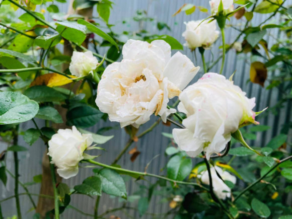 Download Nature, Hybrid Tea Rose. - Tea rose Collection