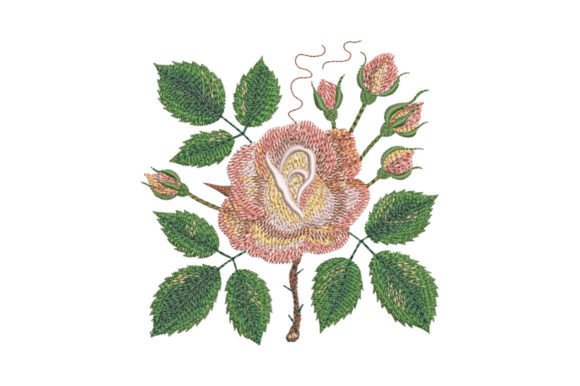 Download Tea Rose - Tea rose Collection