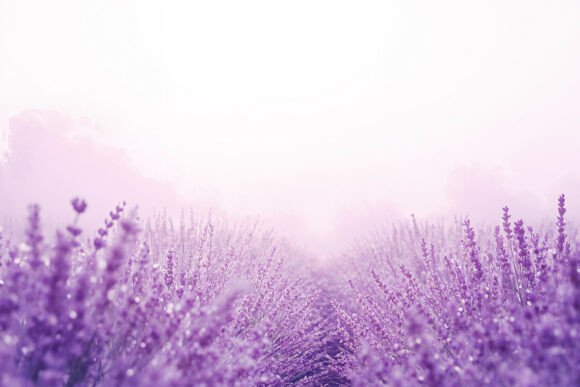 Download Purple Lavender Field Mist Background - Purple lavender Collection