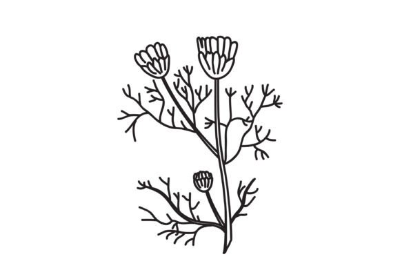 Download Line Art Botanical Branch Daisy Isolated - Botanical Collection