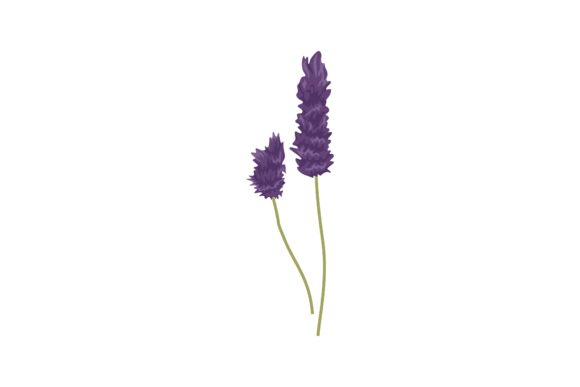 Download Pretty Purple Lavender Illustration - Purple lavender Collection